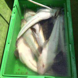 深川　吉野屋 釣果