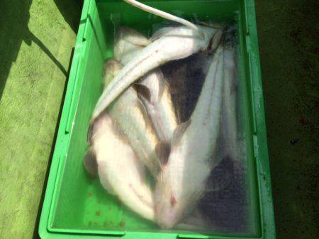 深川　吉野屋 釣果