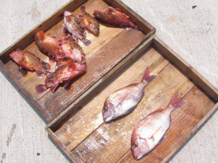 釣り船角田 釣果