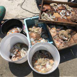 釣り船角田 釣果