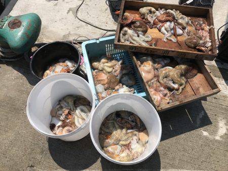 釣り船角田 釣果