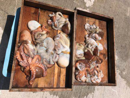 釣り船角田 釣果