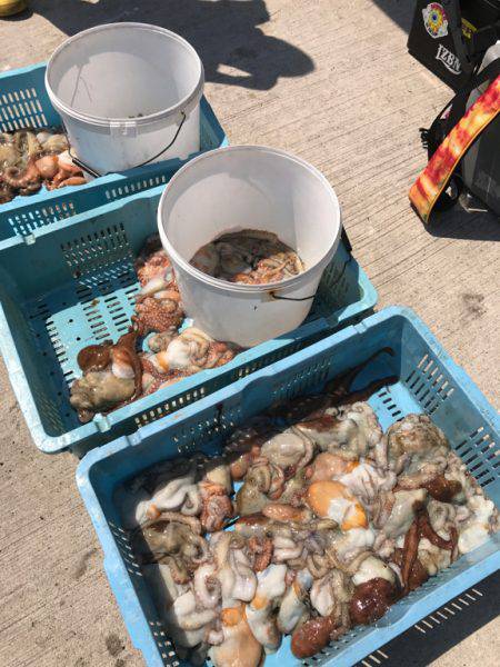 釣り船角田 釣果