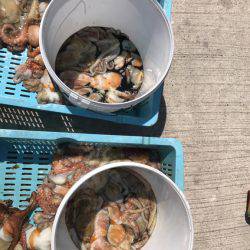 釣り船角田 釣果