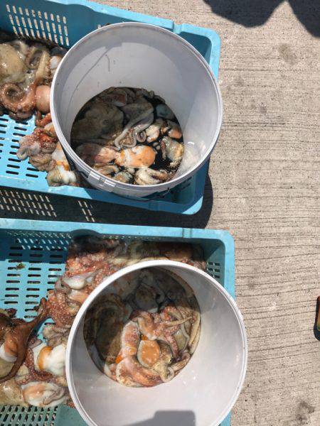 釣り船角田 釣果