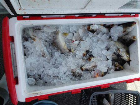 第二大福丸 釣果