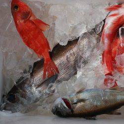 へいみつ丸 釣果