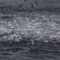 へいみつ丸 釣果