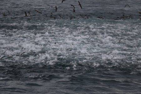 へいみつ丸 釣果