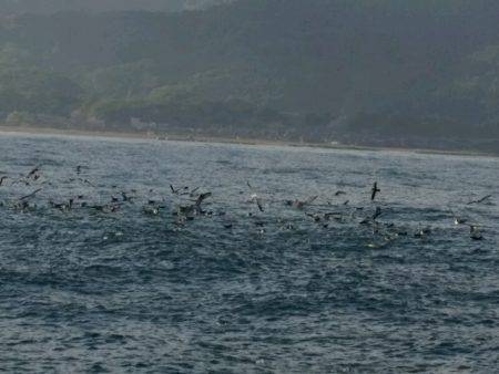 つれ鷹丸 釣果