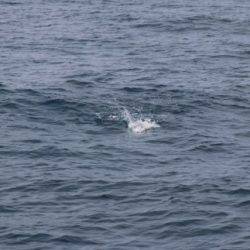 へいみつ丸 釣果