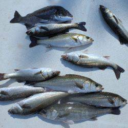 TOPGUN名古屋 釣果