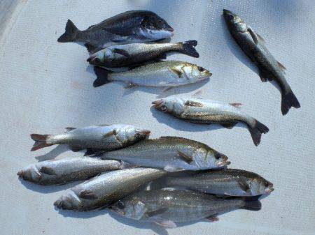 TOPGUN名古屋 釣果