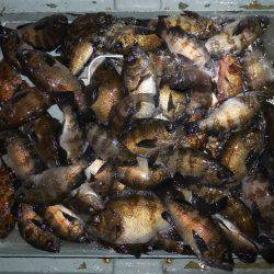 TOPGUN名古屋 釣果