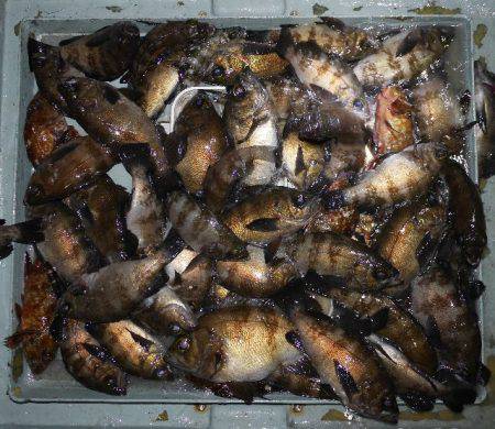 TOPGUN名古屋 釣果