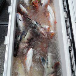 第二大福丸 釣果