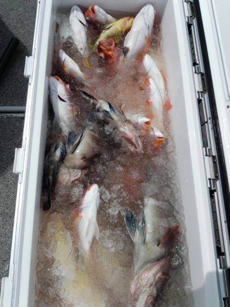 第二大福丸 釣果