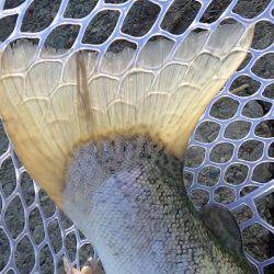 フィッシングレイクたかみや 釣果