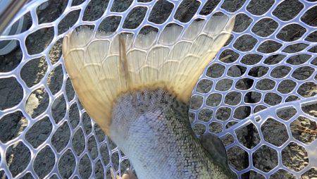 フィッシングレイクたかみや 釣果