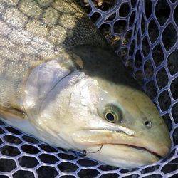 フィッシングレイクたかみや 釣果