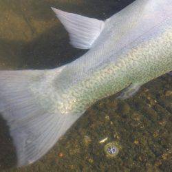 フィッシングレイクたかみや 釣果