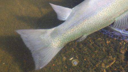 フィッシングレイクたかみや 釣果