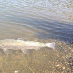 フィッシングレイクたかみや 釣果