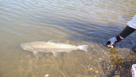 フィッシングレイクたかみや 釣果