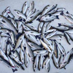 TOPGUN名古屋 釣果