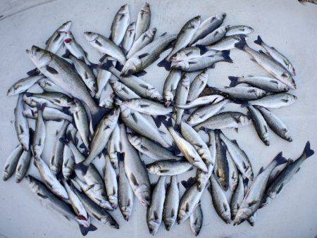 TOPGUN名古屋 釣果