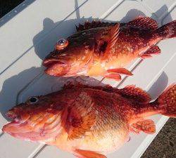 IDATEN（イダテン） 釣果