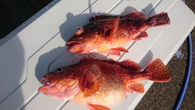 IDATEN（イダテン） 釣果