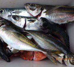 石川丸 釣果