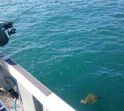 IDATEN(イダテン) 釣果