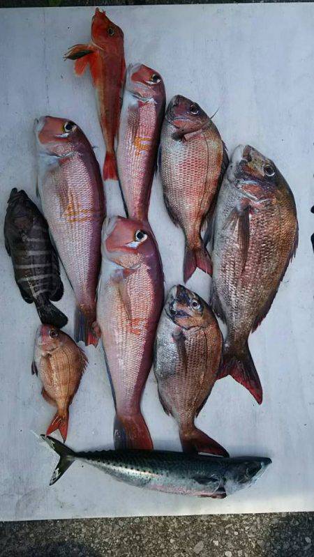 網屋丸 釣果