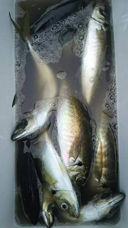 網屋丸 釣果