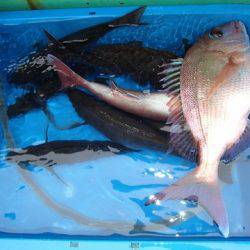 第二むつ漁丸 釣果