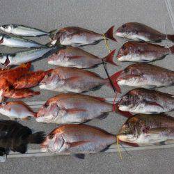 へいみつ丸 釣果