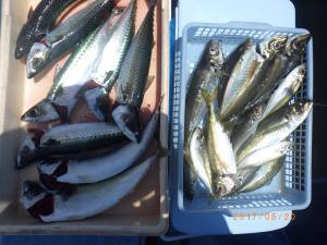 石川丸 釣果