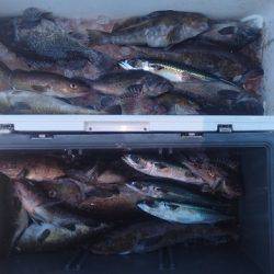 気仙沼 つり丸 釣果