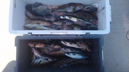 気仙沼　つり丸 釣果