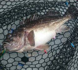 IDATEN(イダテン) 釣果