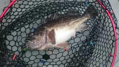 IDATEN(イダテン) 釣果