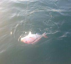 IDATEN(イダテン) 釣果