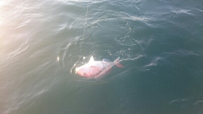 IDATEN(イダテン) 釣果