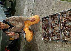 ディープ オーシャン 釣果