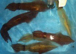 ディープ オーシャン 釣果