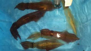 ディープ オーシャン 釣果