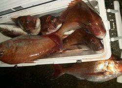 ディープ オーシャン 釣果