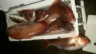 ディープ オーシャン 釣果